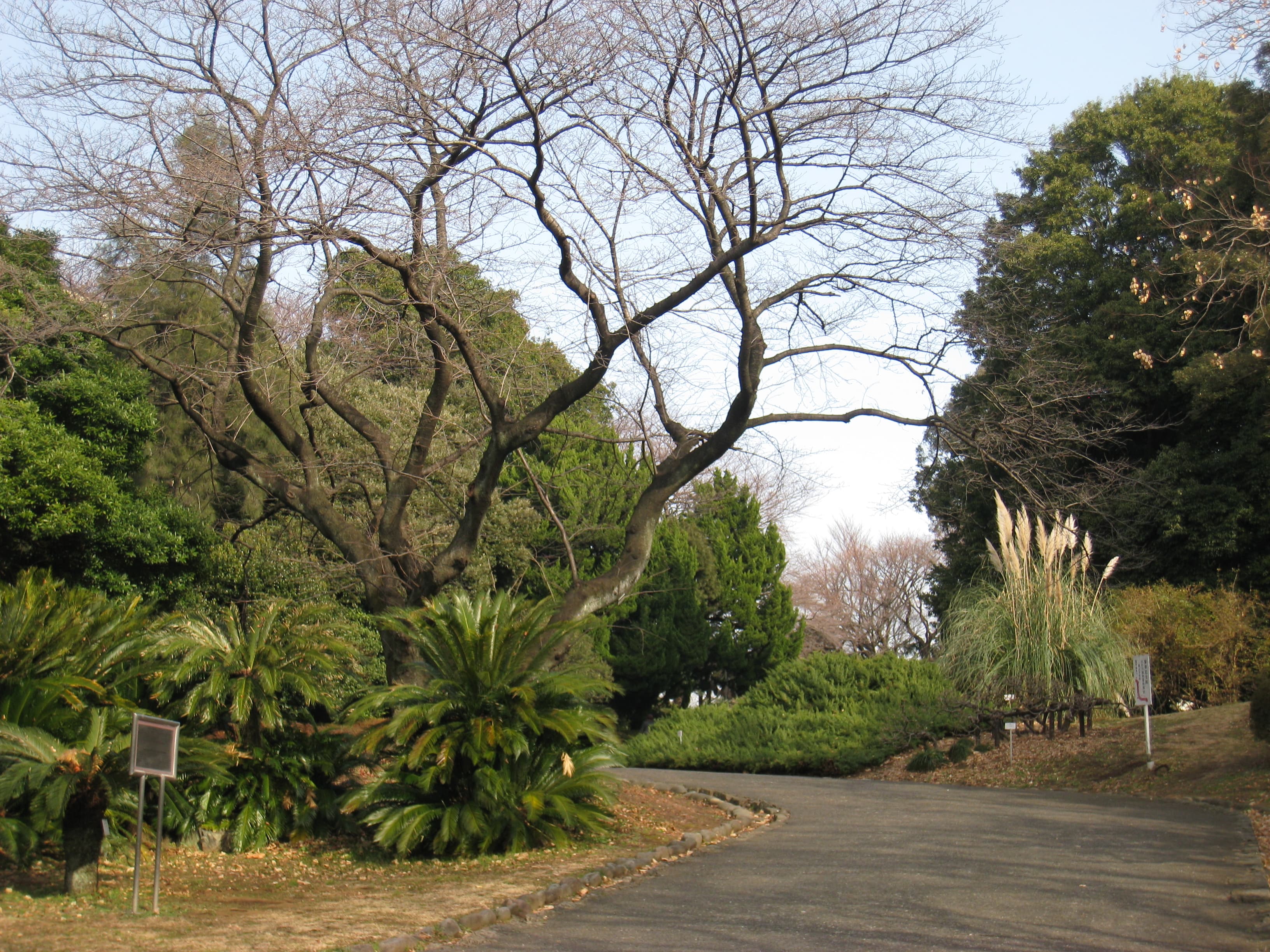 Entryway of the Koishikawa Botanical Garden in Tokyo